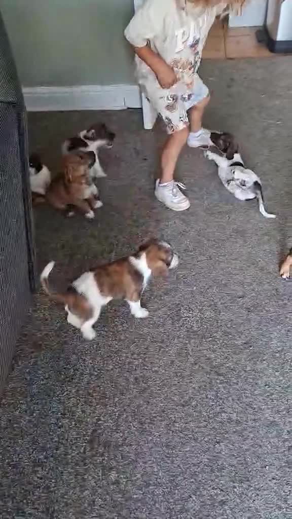 Jackapoo dogs for sale: JACKAPOO READY NOW. - Video 3