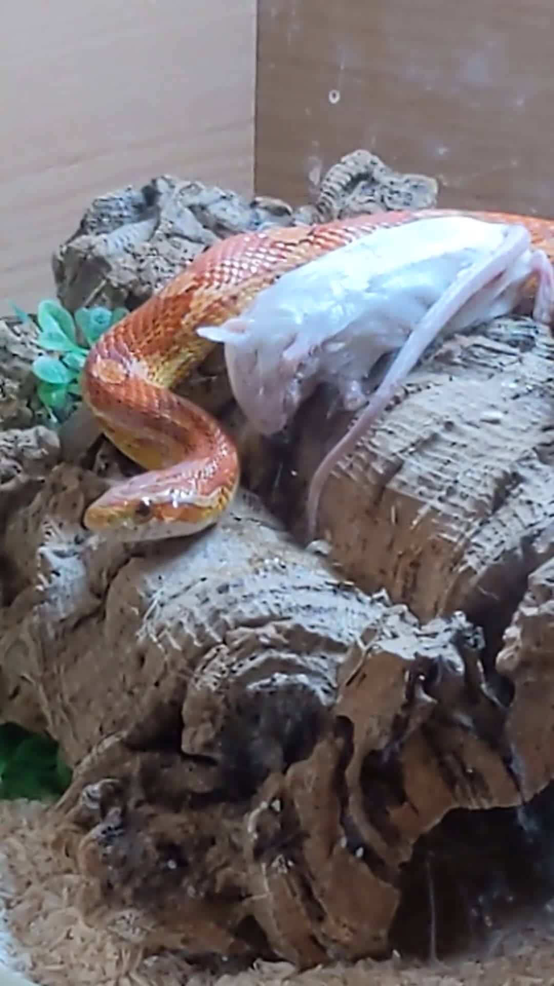 Corn Snake reptiles for sale: Corn snake 5 years approx female - Video 1
