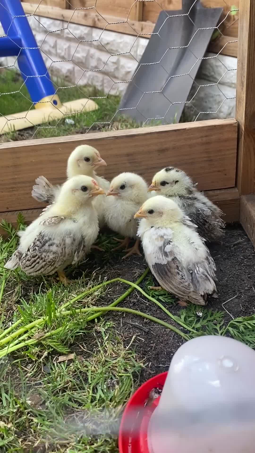 Chickens poultry for sale: 5 silked serama chicks  in Birmingham - Video 1
