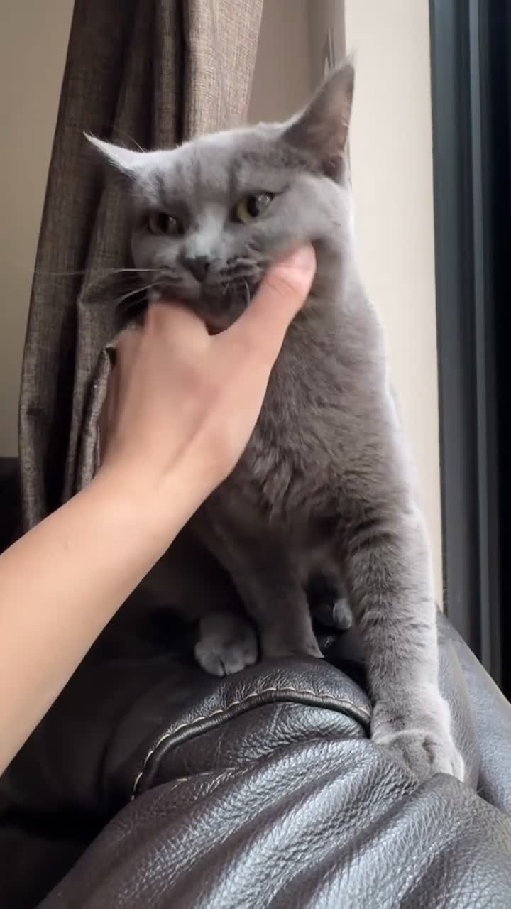 Mixed Breed cats for sale: Mixed ragdoll x British short hair cat - Video 2