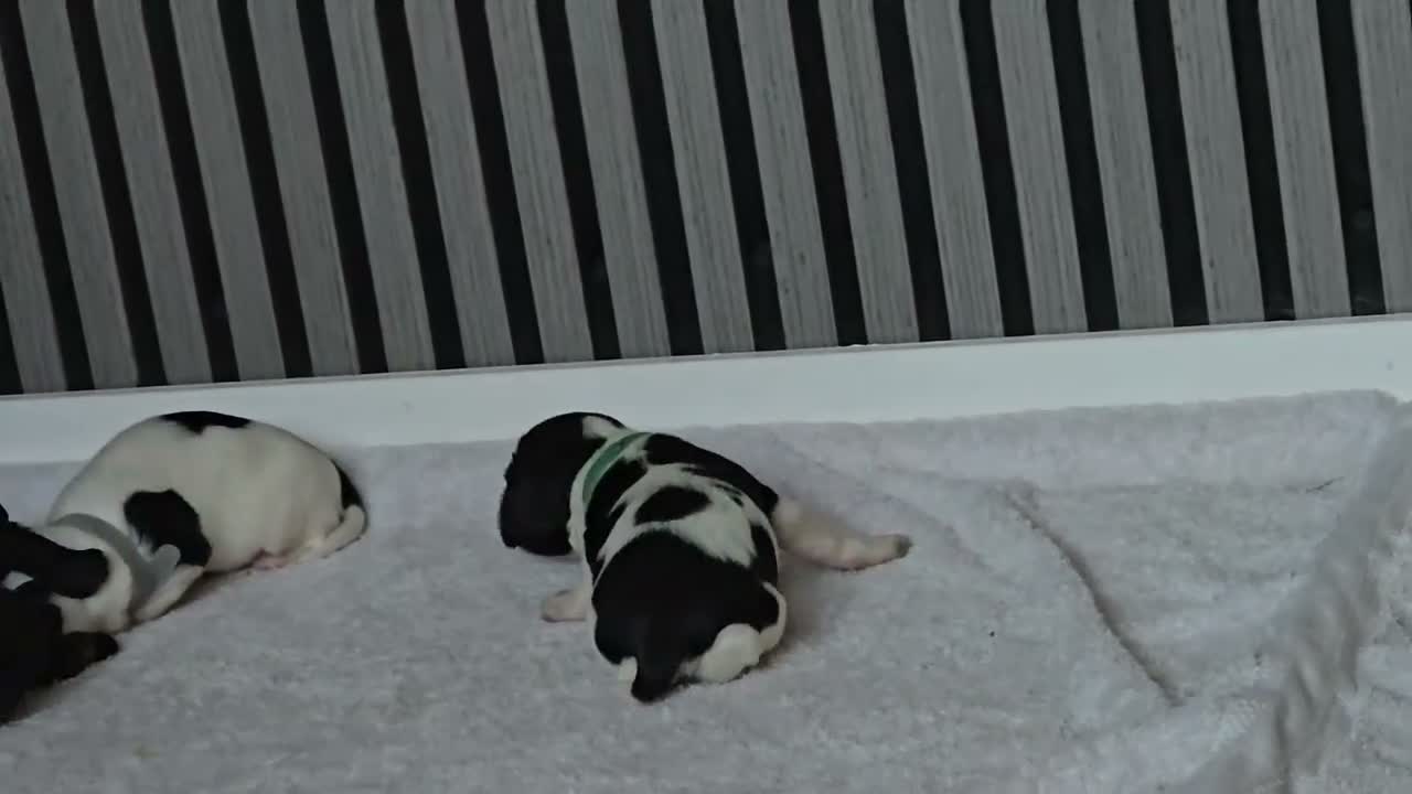 Sprocker dogs for sale: Sprocker puppies  - Video 2