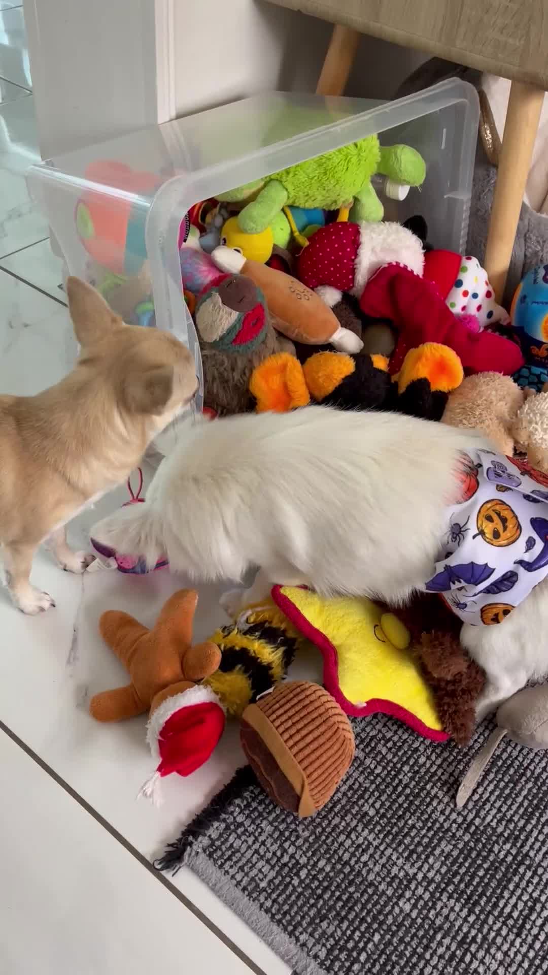 Chihuahua dogs for sale: Absolutely gorgeous White Longcoat Boy  - Video 1