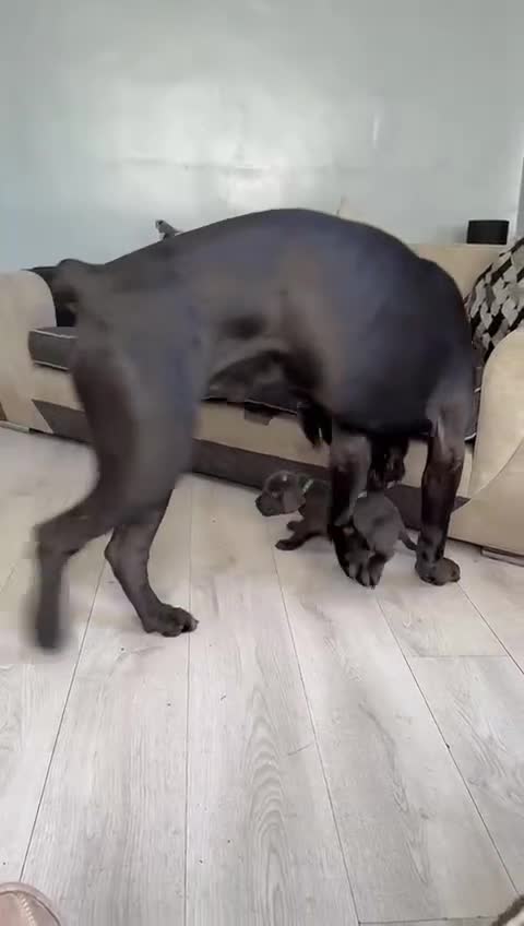 Cane Corso dogs for sale: Beautiful Cane Corso puppies for sale  - Video 1