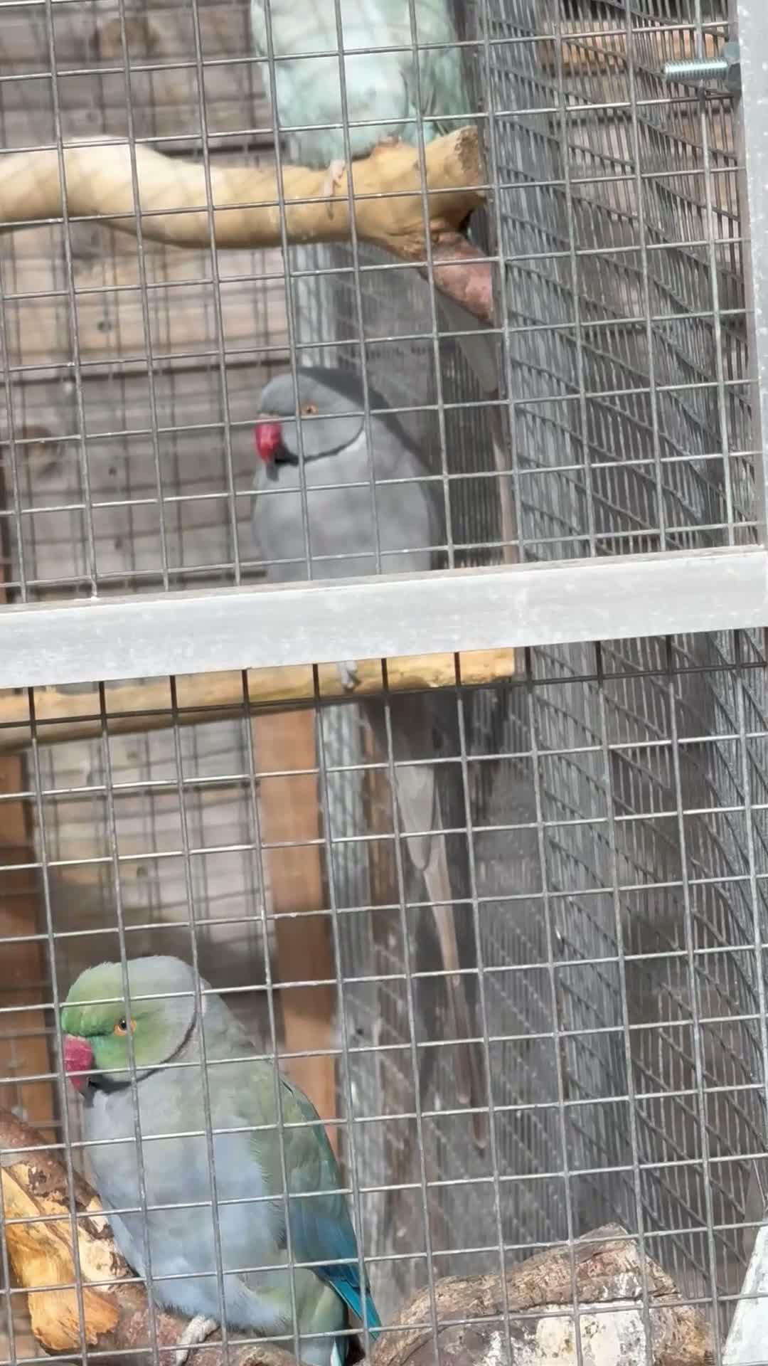 Ringnecks birds for sale: breeding pair of ringnecks - Video 1