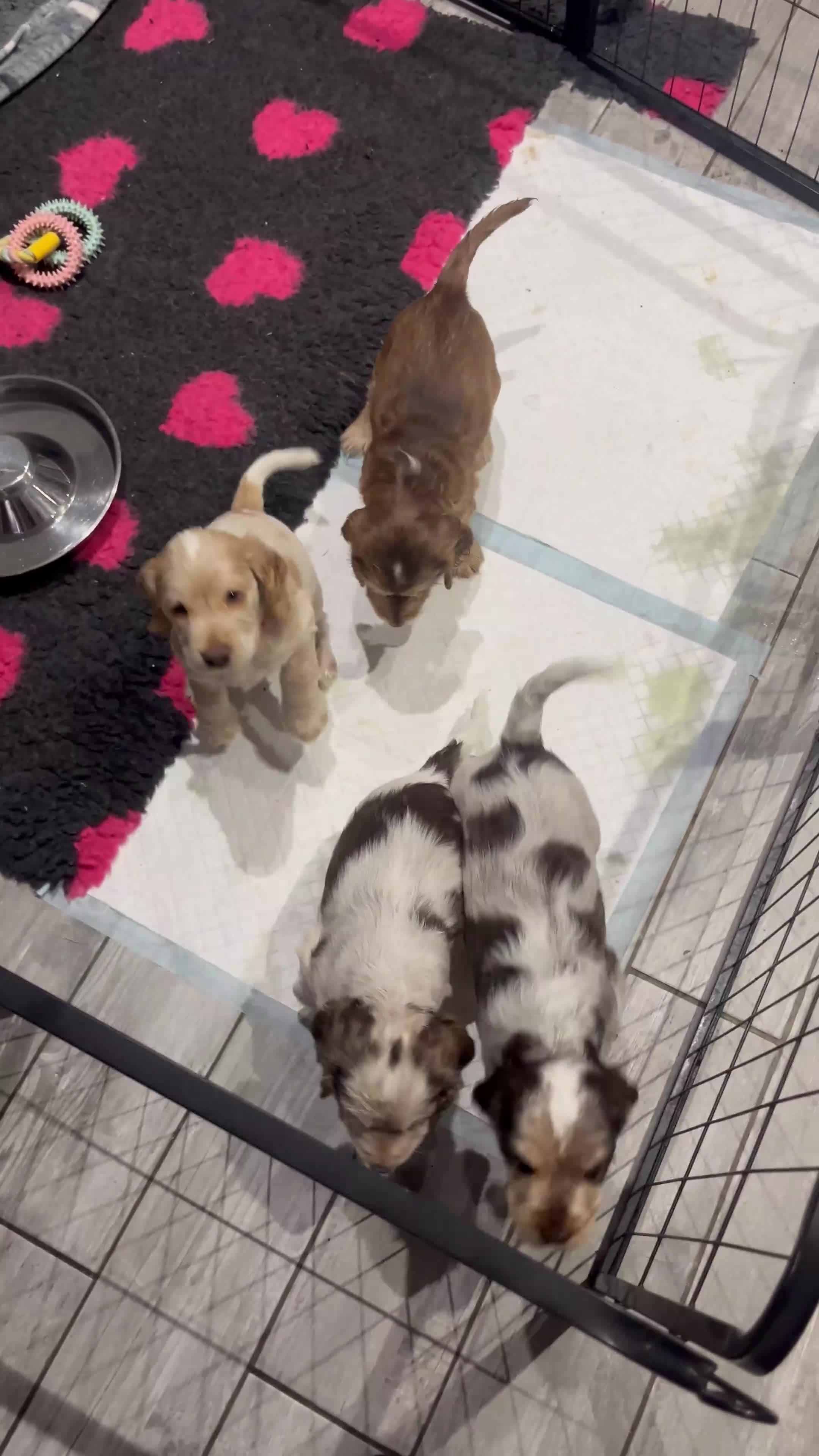 Cocker Spaniel dogs for sale: Cocker Spaniel Puppies - Video 2