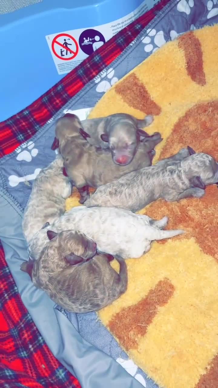 Cavapoo dogs for sale: Beautiful litter of f2 cavapoo puppies  in Rochdale - Video 3