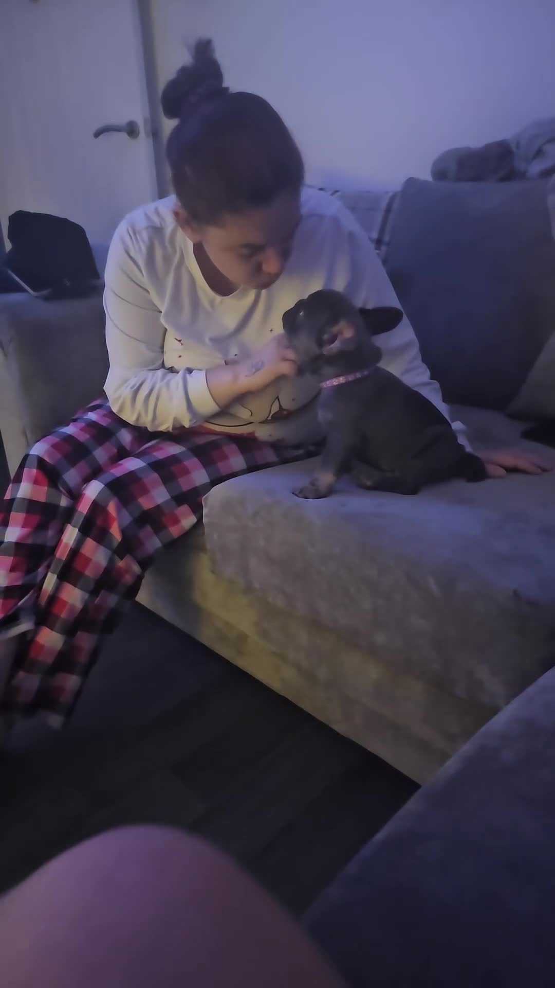 French Bulldog dogs for sale: Pure breed French bulldogs  - Video 3