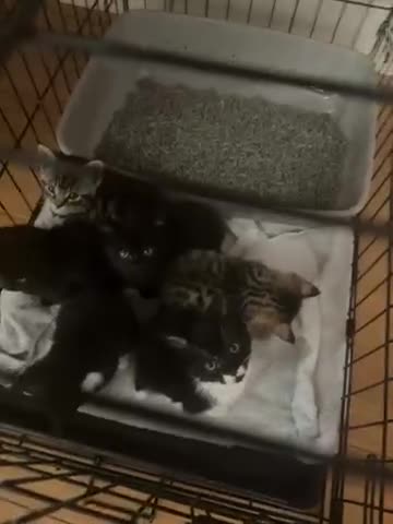 Bengal cats for sale: Bengal kittens  - Video 2