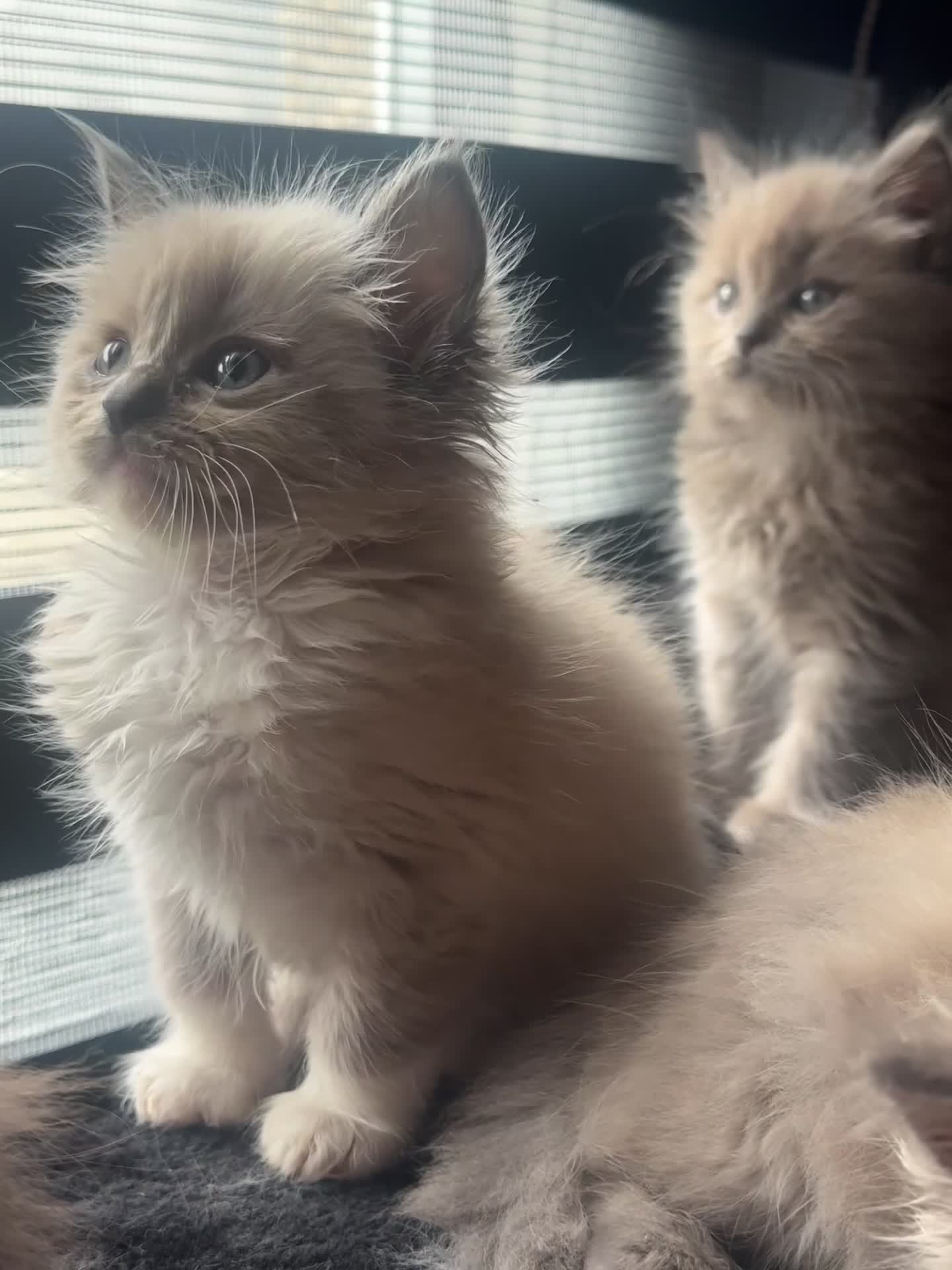 Ragdoll cats for sale: Cherubim ragdoll  - Video 2