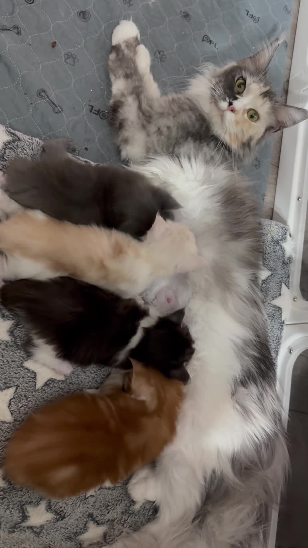 Maine Coon cats for sale: Maine coon kittens Tica registered parents  - Video 1