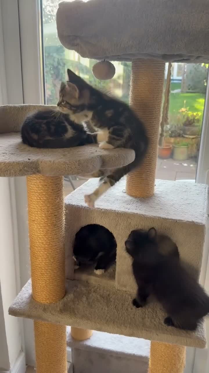 Mixed Breed cats for sale: Ragdoll mixed breed  - Video 2