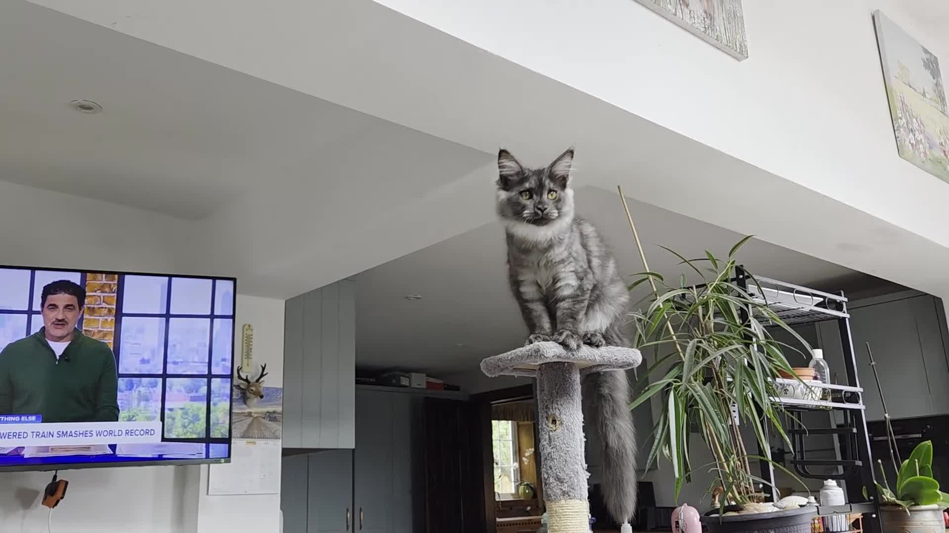Maine Coon cats for sale: Maine coon  - Video 2