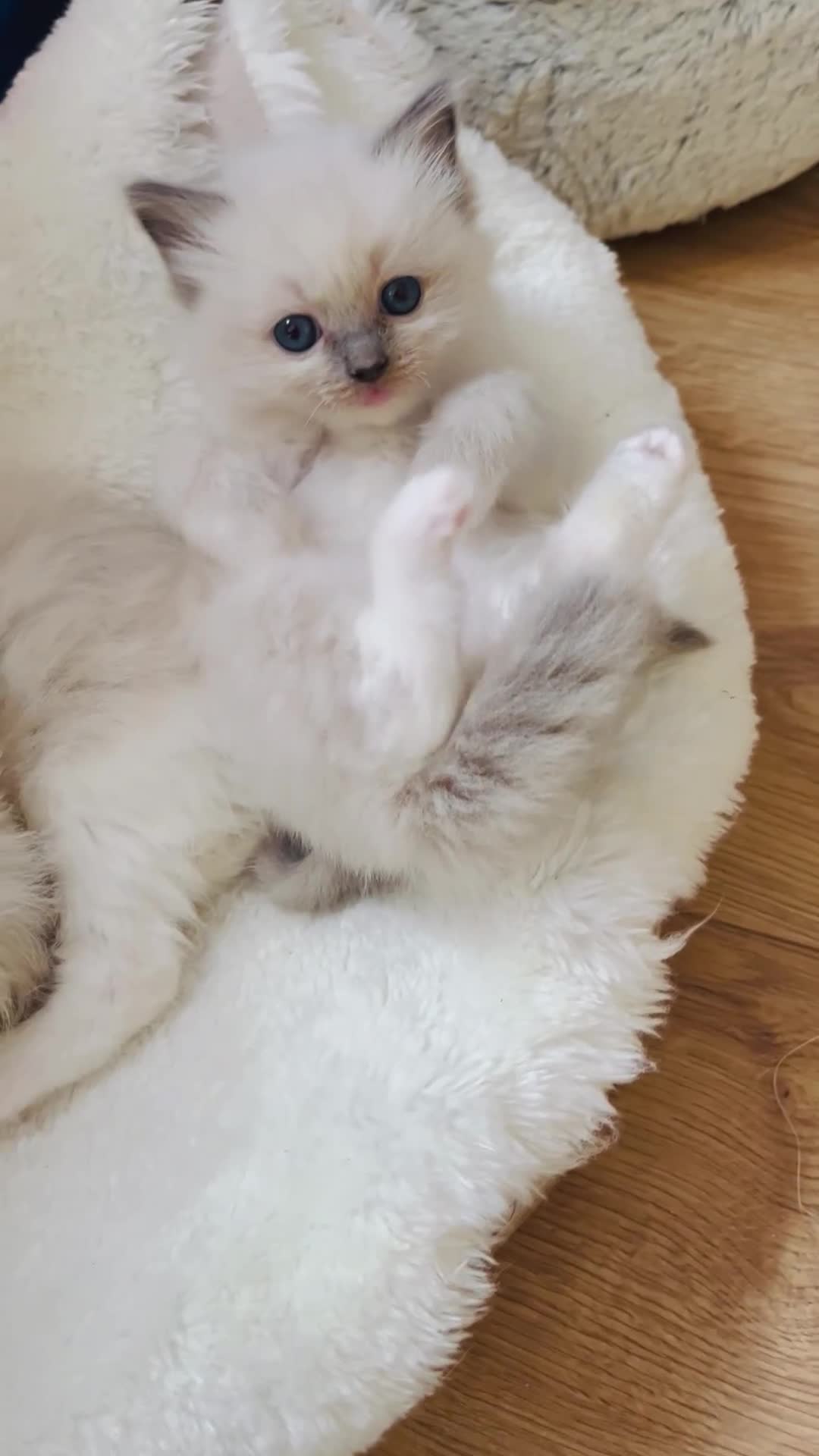 Ragdoll cats for sale: GCCF registered ragdoll kittens - Video 1