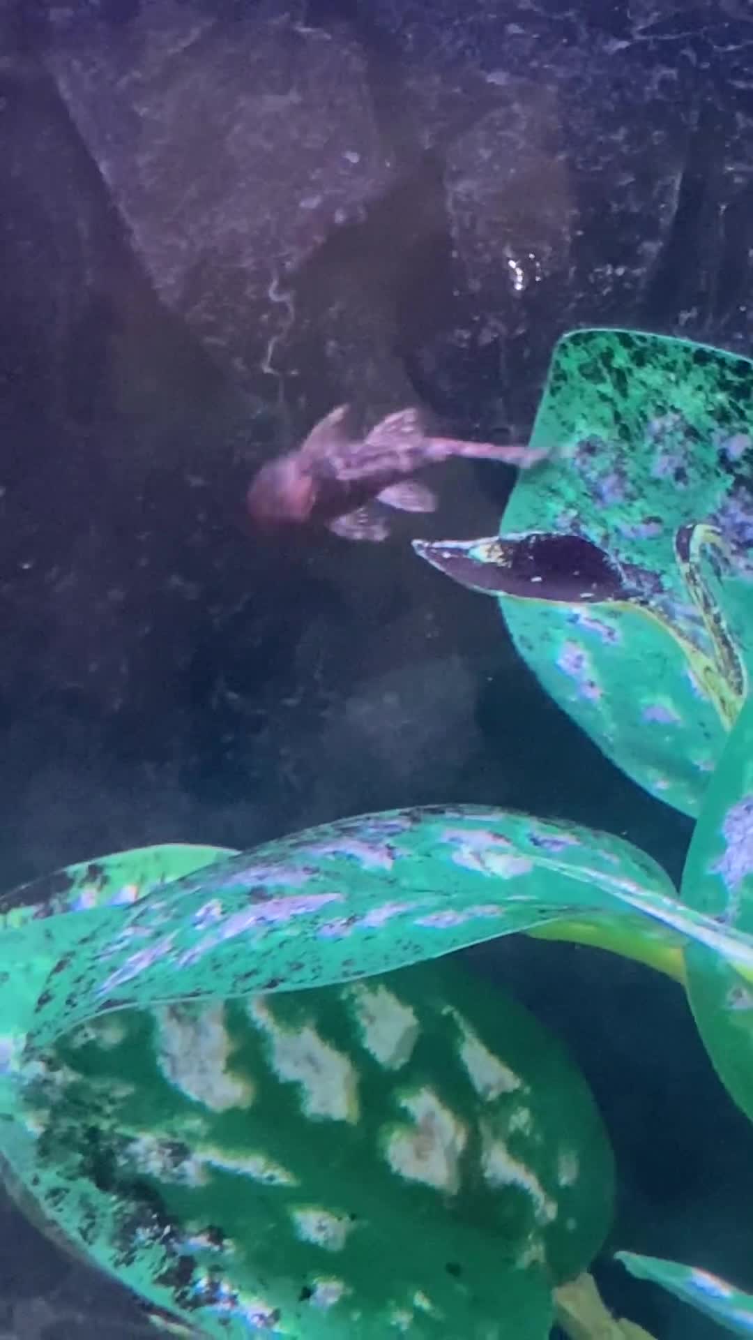 Catfish fish for sale: FREE BABY BRISTLE NOSE CATFISH - Video 2