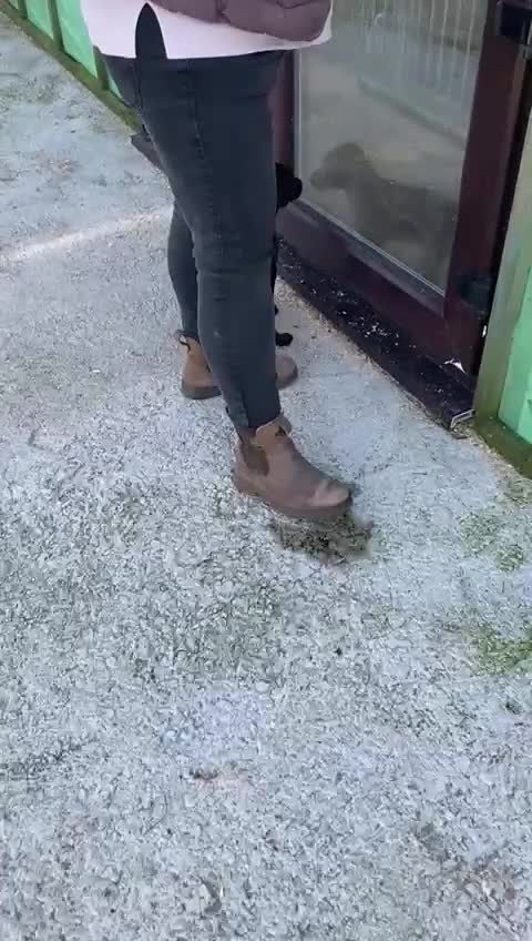 Labrador Retriever dogs for sale: Five Star Council Registered Breeder  Litter - Video 1