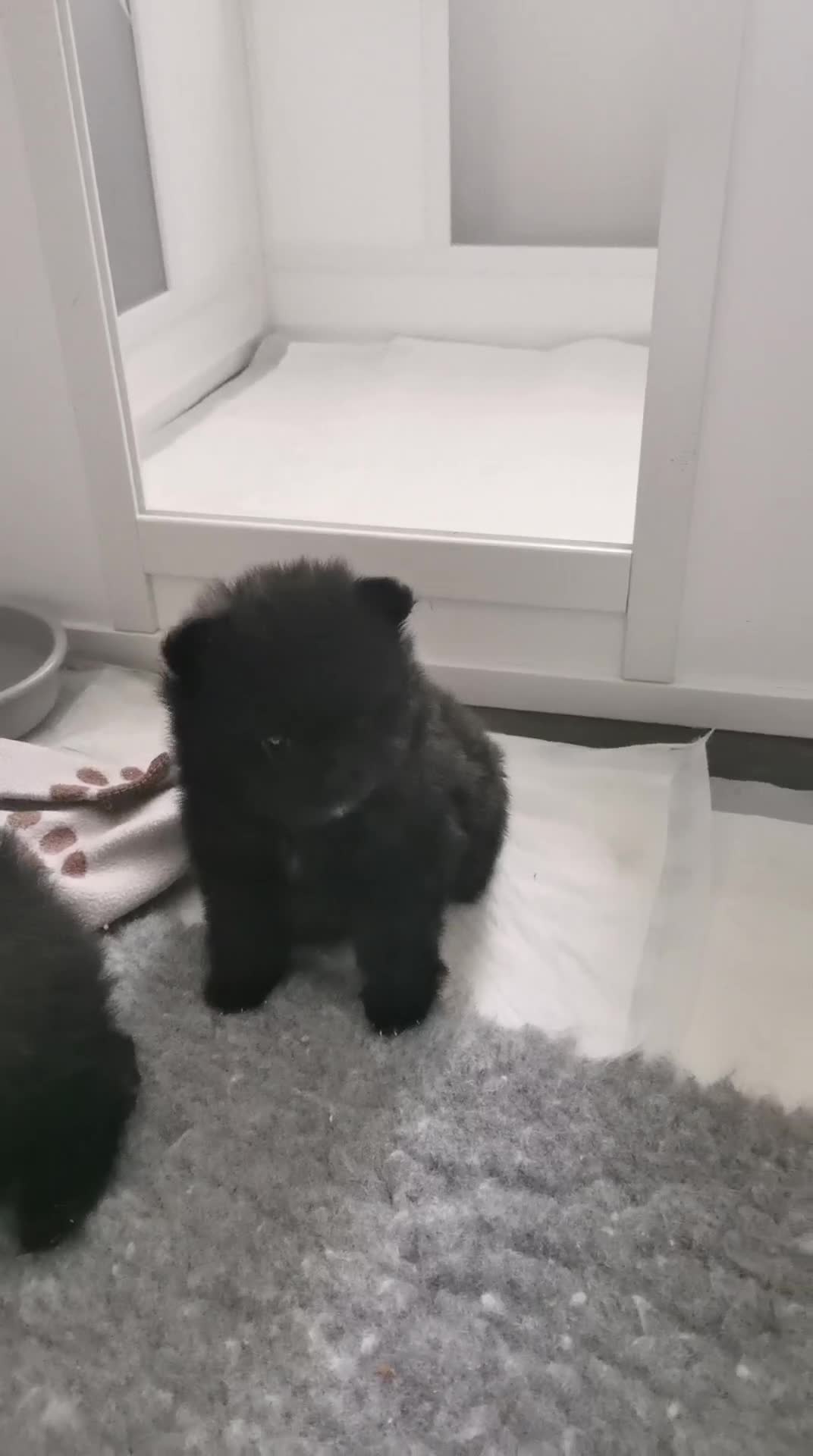 Pomeranian dogs for sale: Mini Pomeranians - Video 1