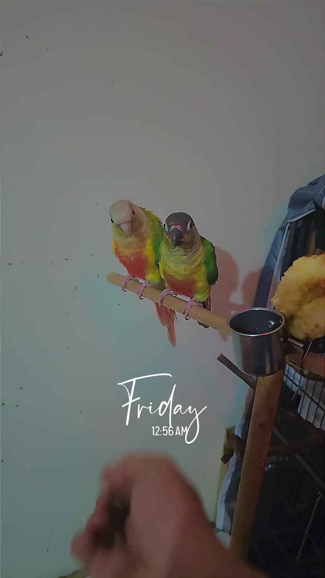 Conures birds for sale: Greencheeck/pineapple conure for sale  in Leeds - Video 3