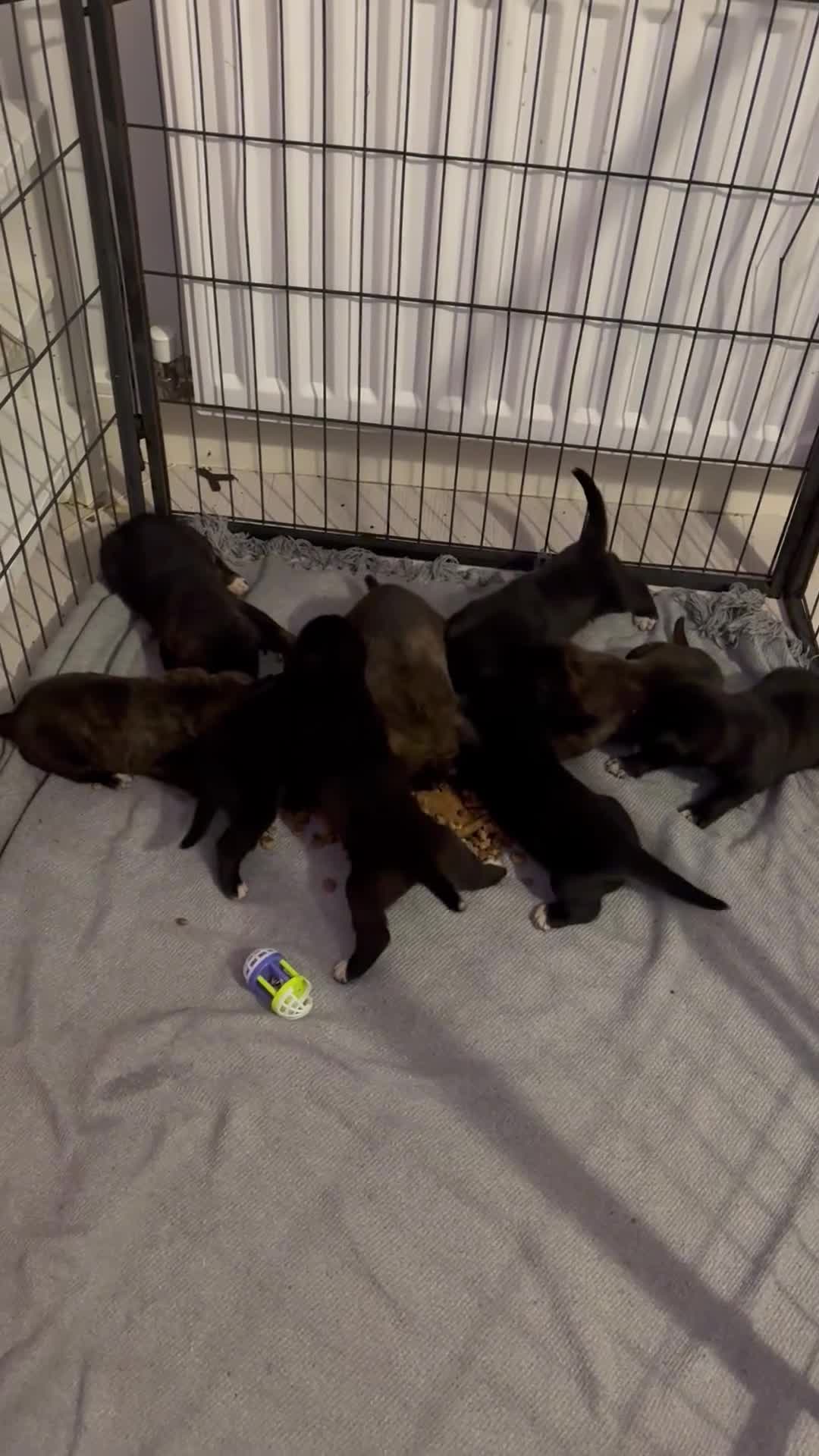 Mixed Breed dogs for sale: Cane corso x Akita  - Video 3