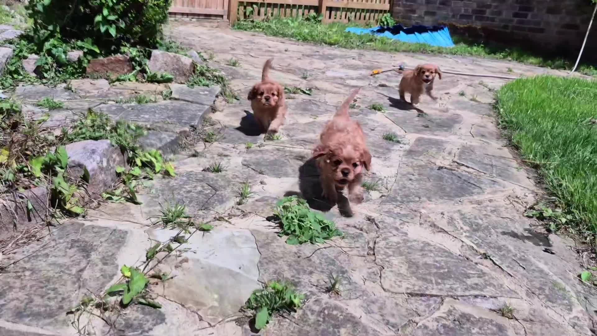 Cavalier King Charles Spaniel dogs for sale: 1 boy left ready to go now 💚 - Video 1