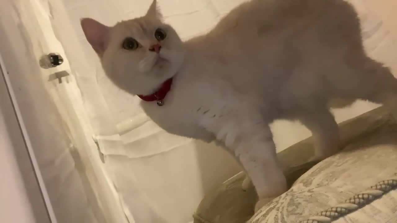 British Shorthair cats for sale: G💛lden Shaded Chinchilla 🐾 BSH - Video 1