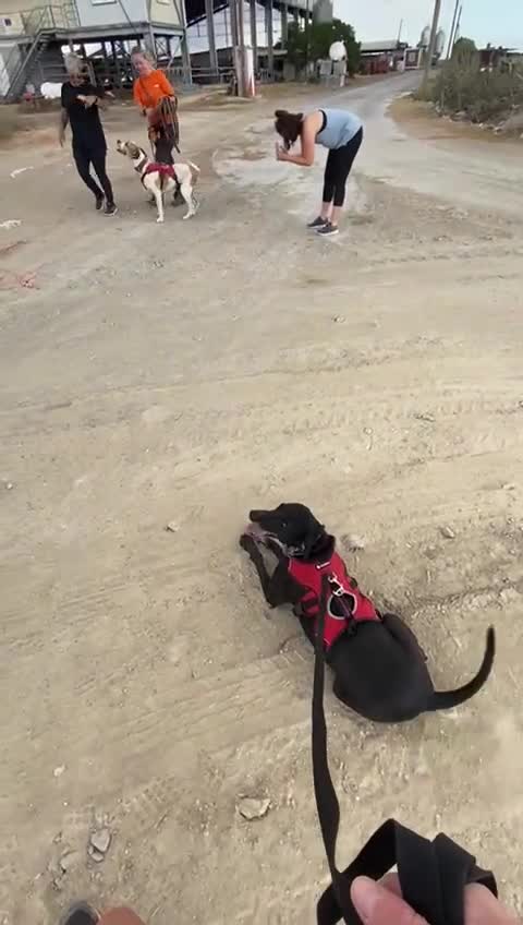 Labrador Retriever dogs for adoption: Gracie - super sweet girl! - Video 5