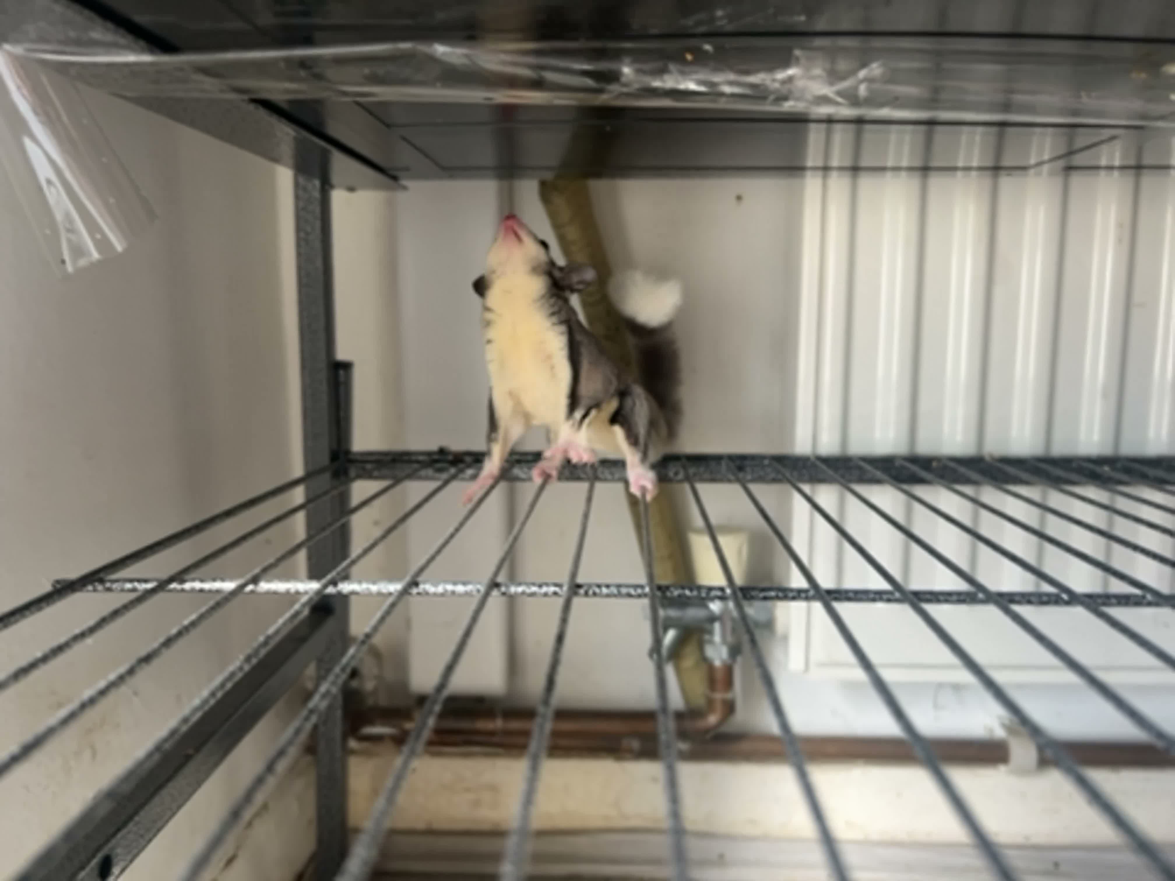 Sugar Glider rodents for sale: looking for a home in Slough - Video 3
