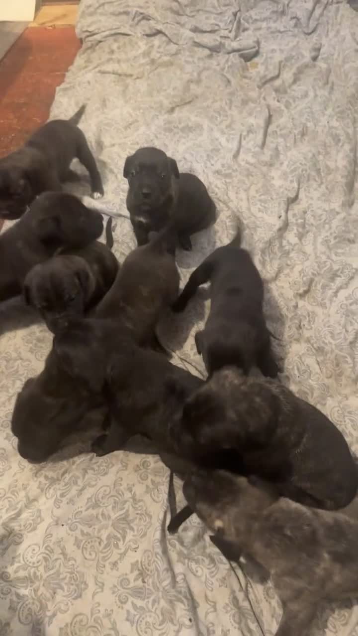 Cane Corso dogs for sale: Puppies - Video 1