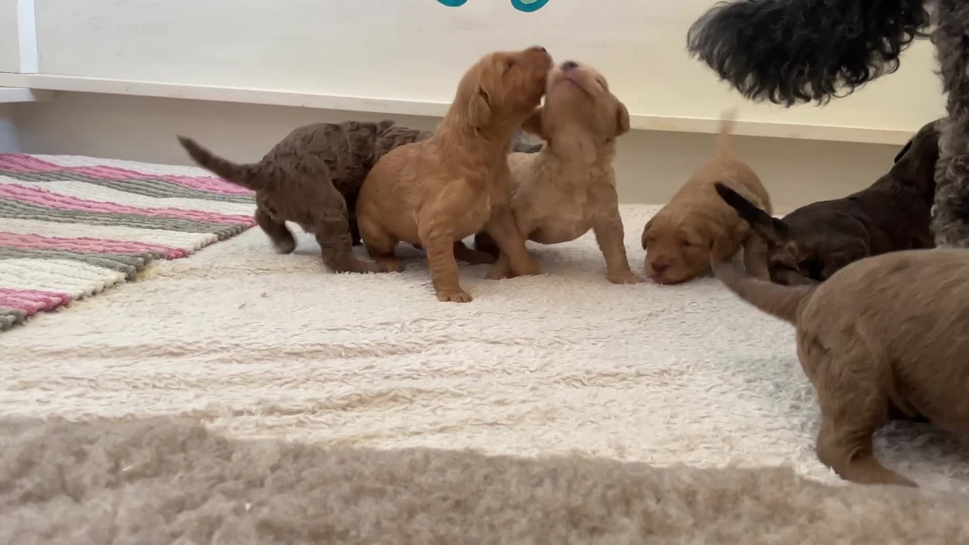 Double Doodle dogs for sale: Supreme Double Doodles - striking colours and coat - Video 1