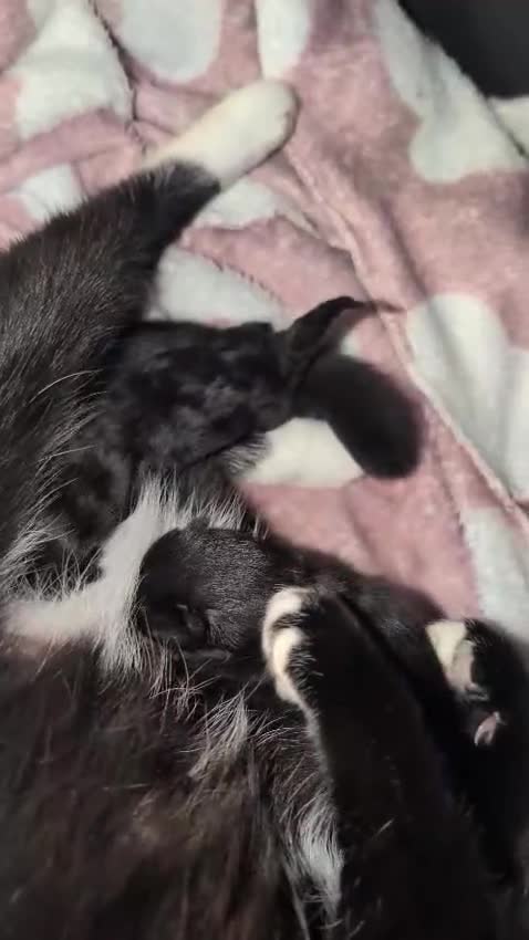 Domestic Shorthair cats for sale: Beautiful Kittens – Ready Soon in Oldham in Oldham - Video 3