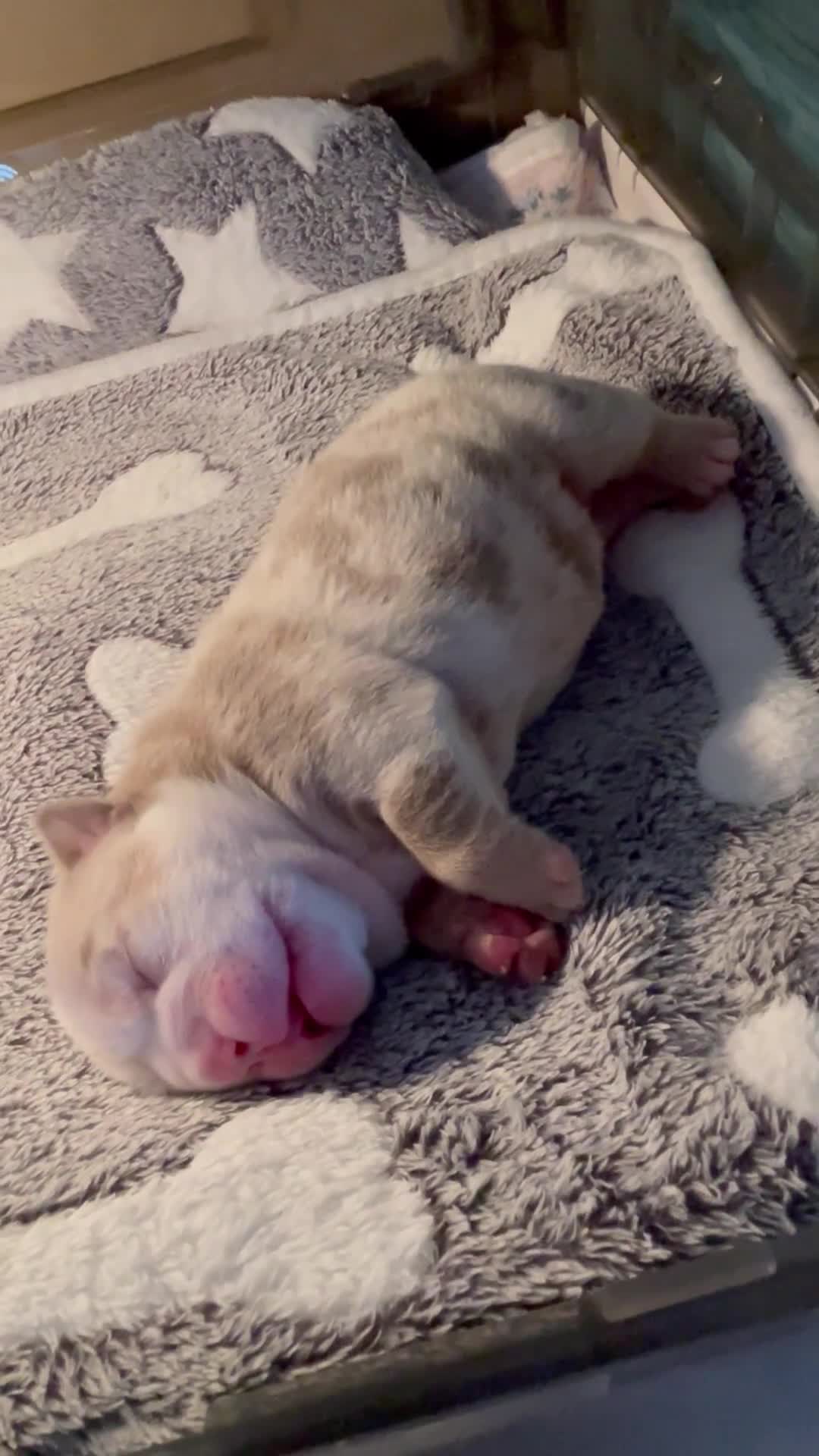 English Bulldog dogs for sale: ⭐️✨ English Bulldogs - KC Registered ⭐️✨ - Video 3