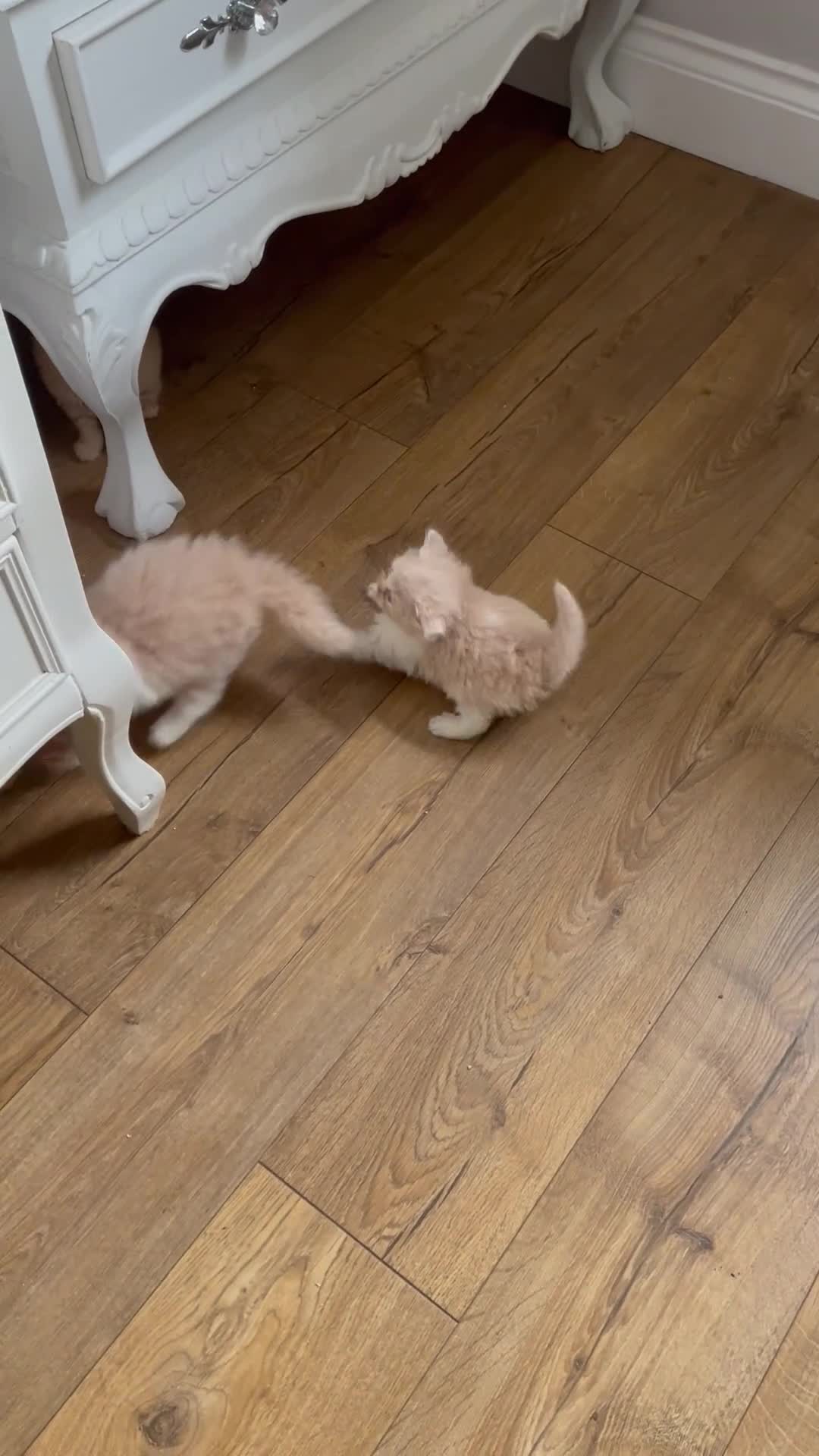 British Longhair cats for sale: British Lonhair Cross Kittens in Amersham - Video 2