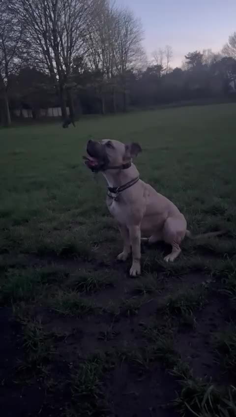 Mixed Breed dogs for sale: Bruce in Sale - Video 1