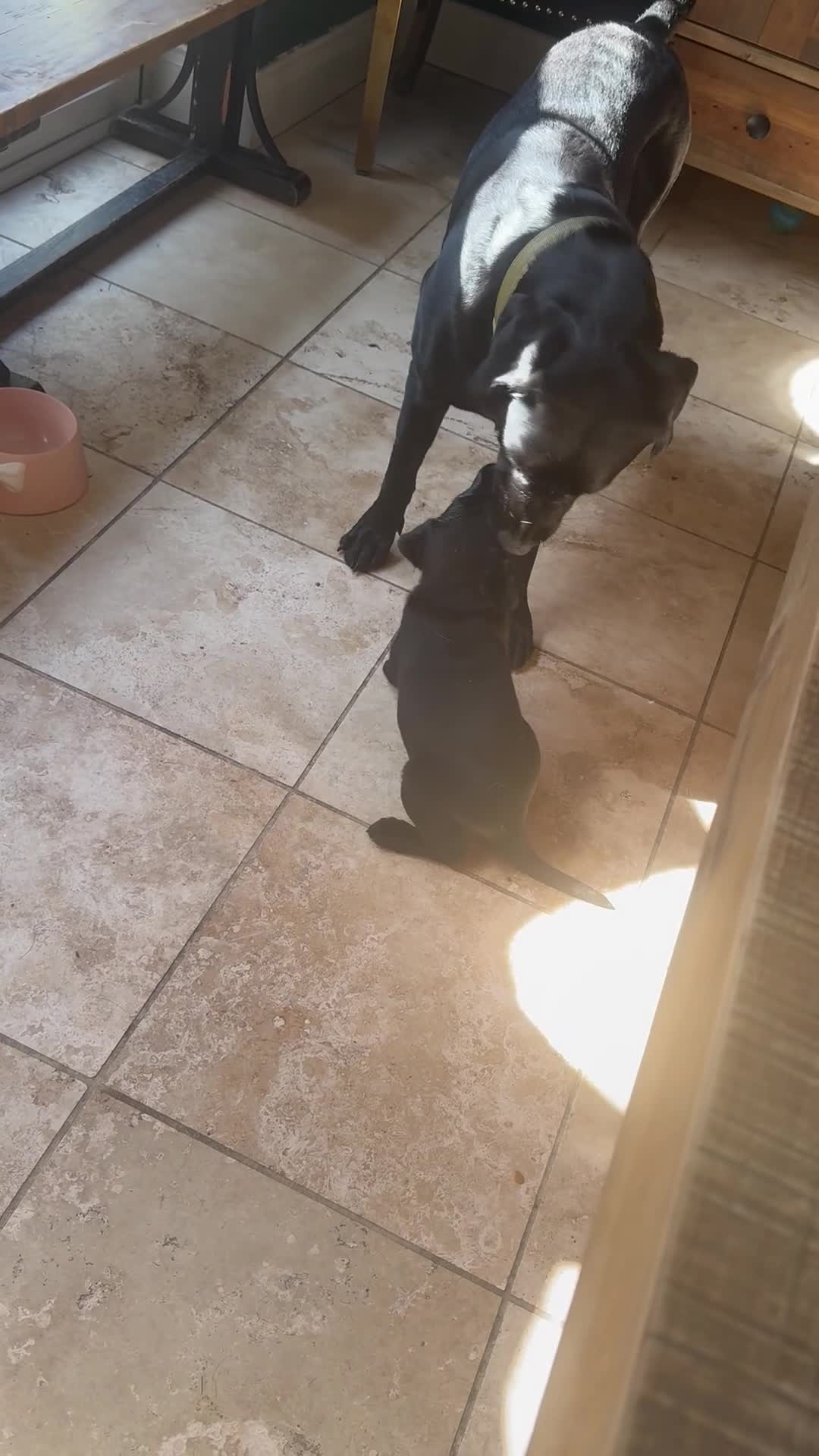 Labrador Retriever dogs for sale: 3 blonde boys available  in Chelmsford - Video 1