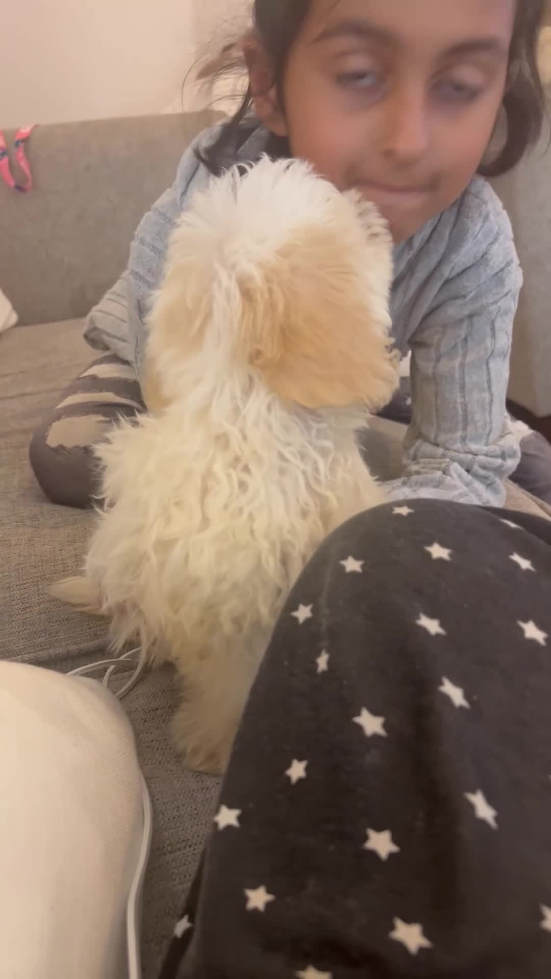Shihpoo dogs for sale: Beautiful 11 Shipoo boy in Knutsford - Video 1