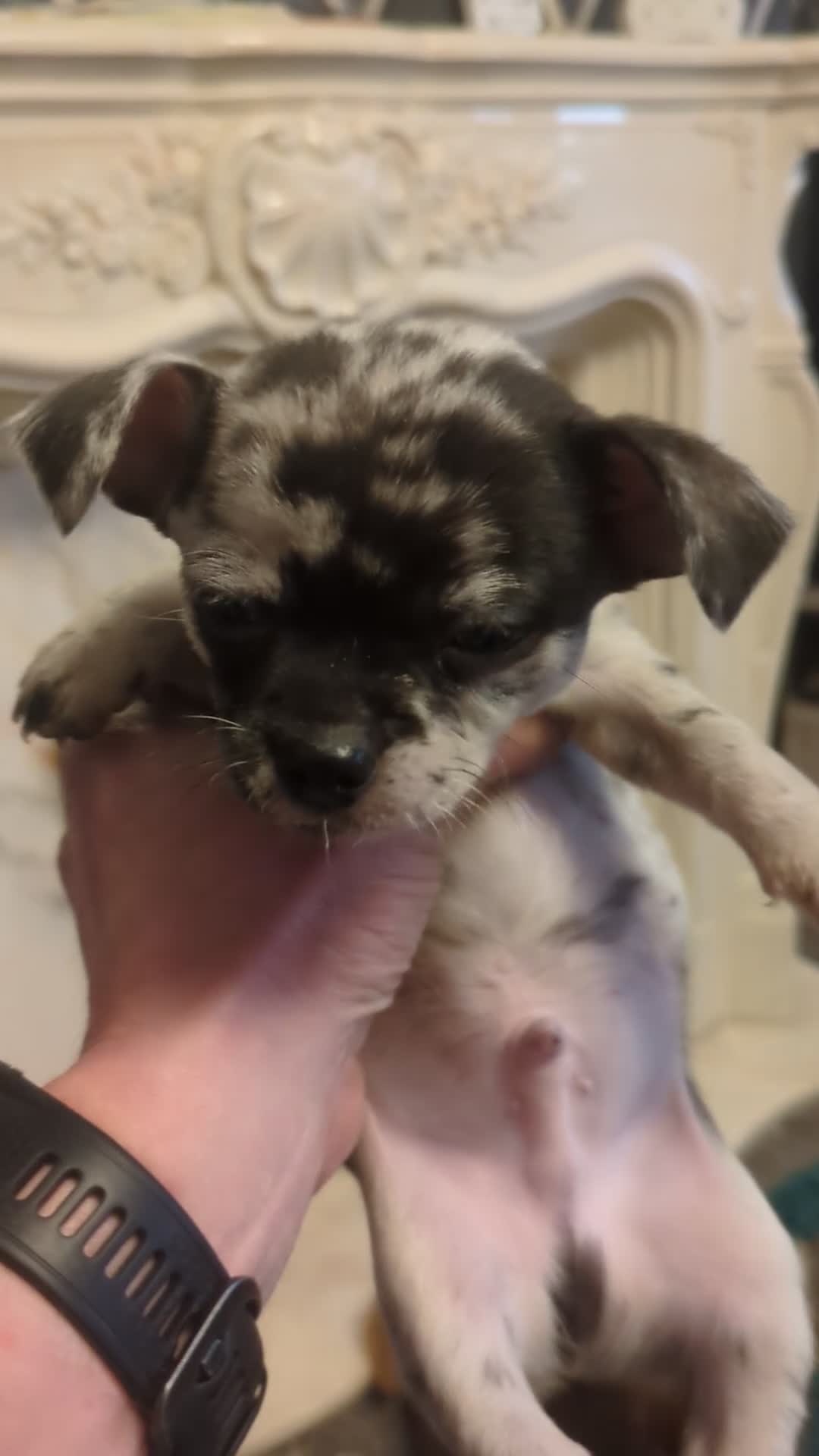 Chihuahua dogs for sale: Chihuahua boy merle - Video 1