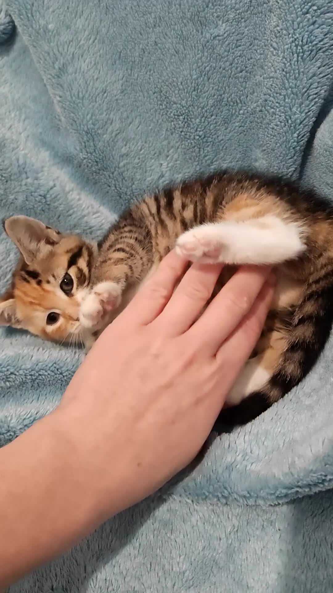 Mixed Breed cats for sale: Beautiful kittens VIDEOS - Video 3