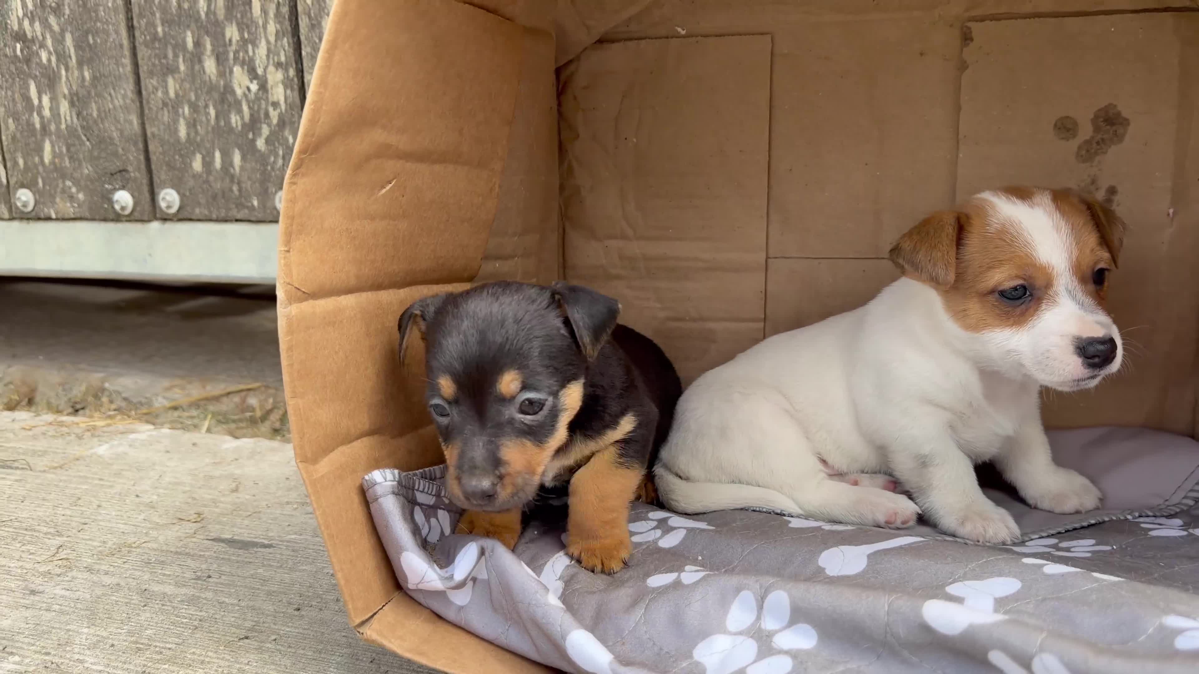Jack Russell dogs for sale: BEAUTIFUL BLACK AND TAN AND RED AND WHITE  - Video 1