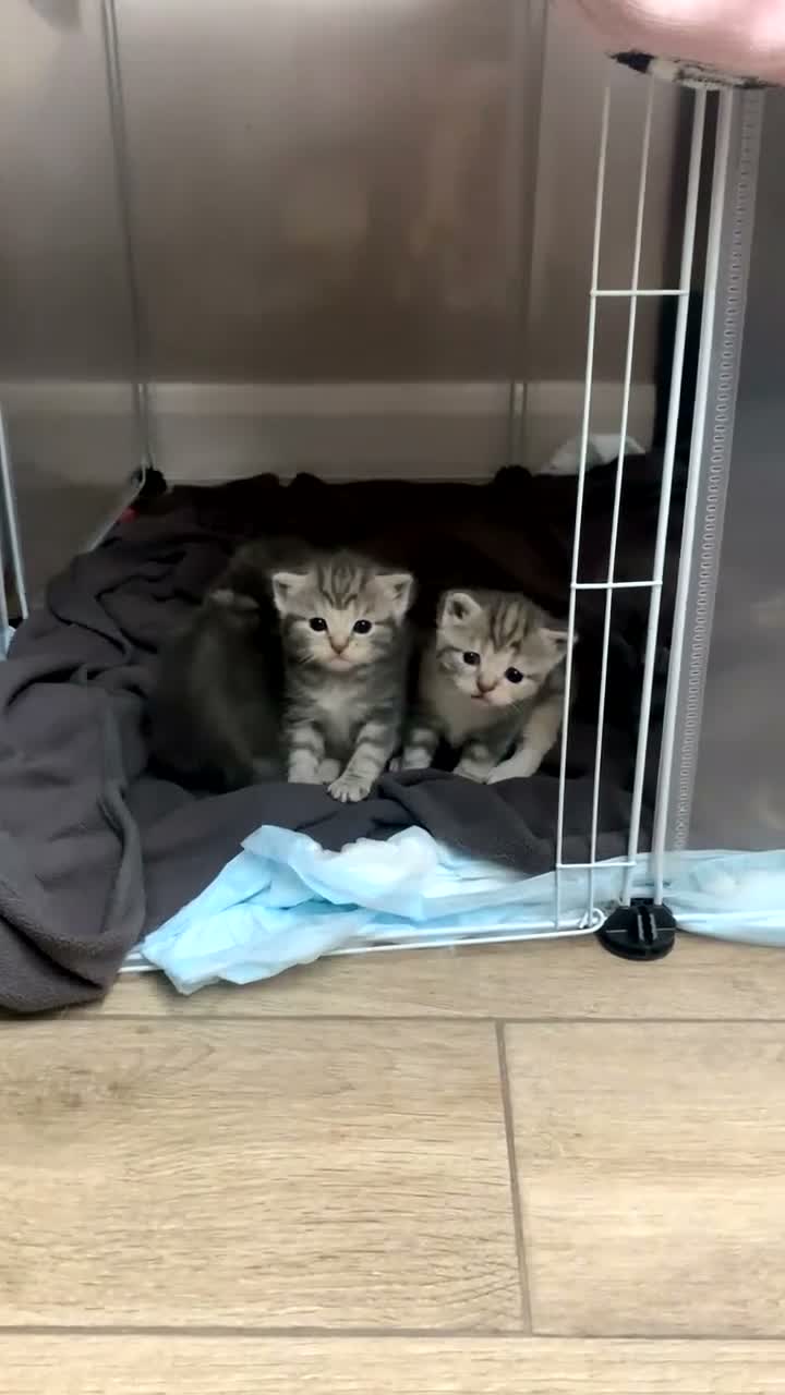 British Shorthair cats for sale: 🐾 Five Beautiful British Shorthair Kittens 💕 - Video 5