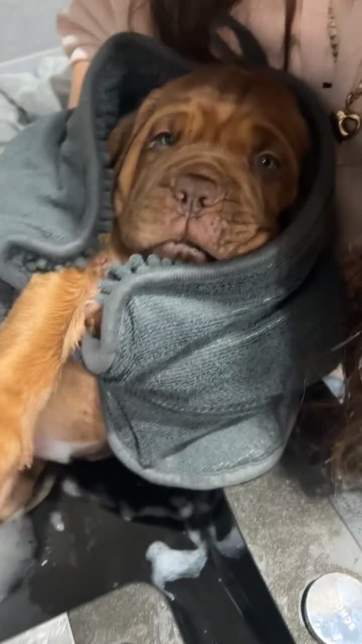 Dogue De Bordeaux dogs for sale: KC Dogue de Bordeaux Girl – Champion Bloodline - Video 5