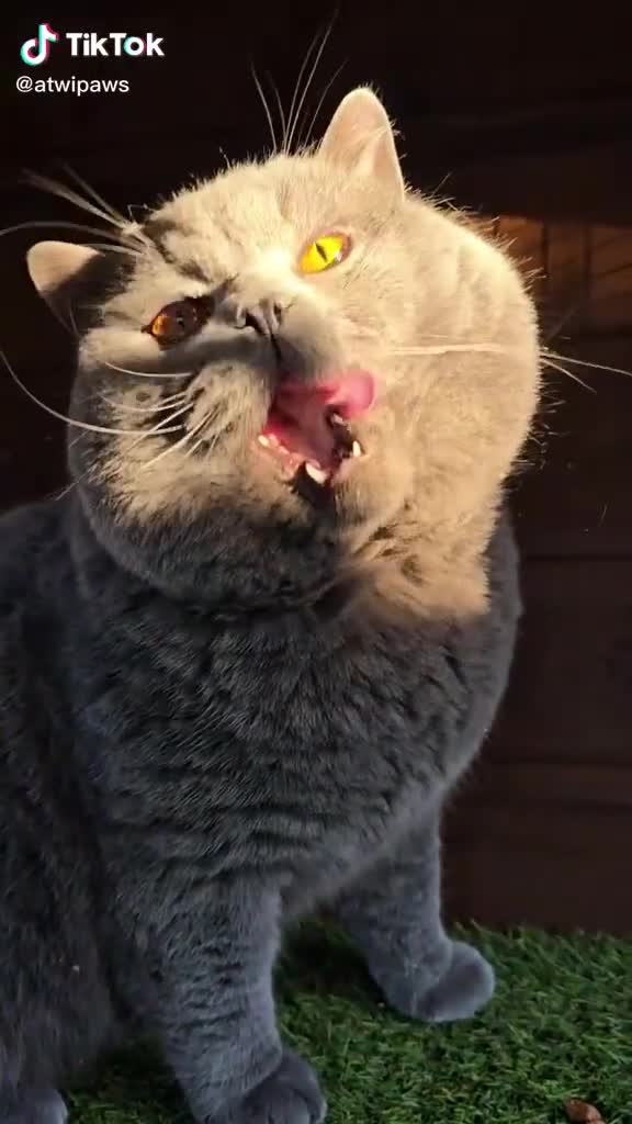 British Shorthair cats for sale: My 5 soft and fluffy BSH kitten looking a new home - Video 4