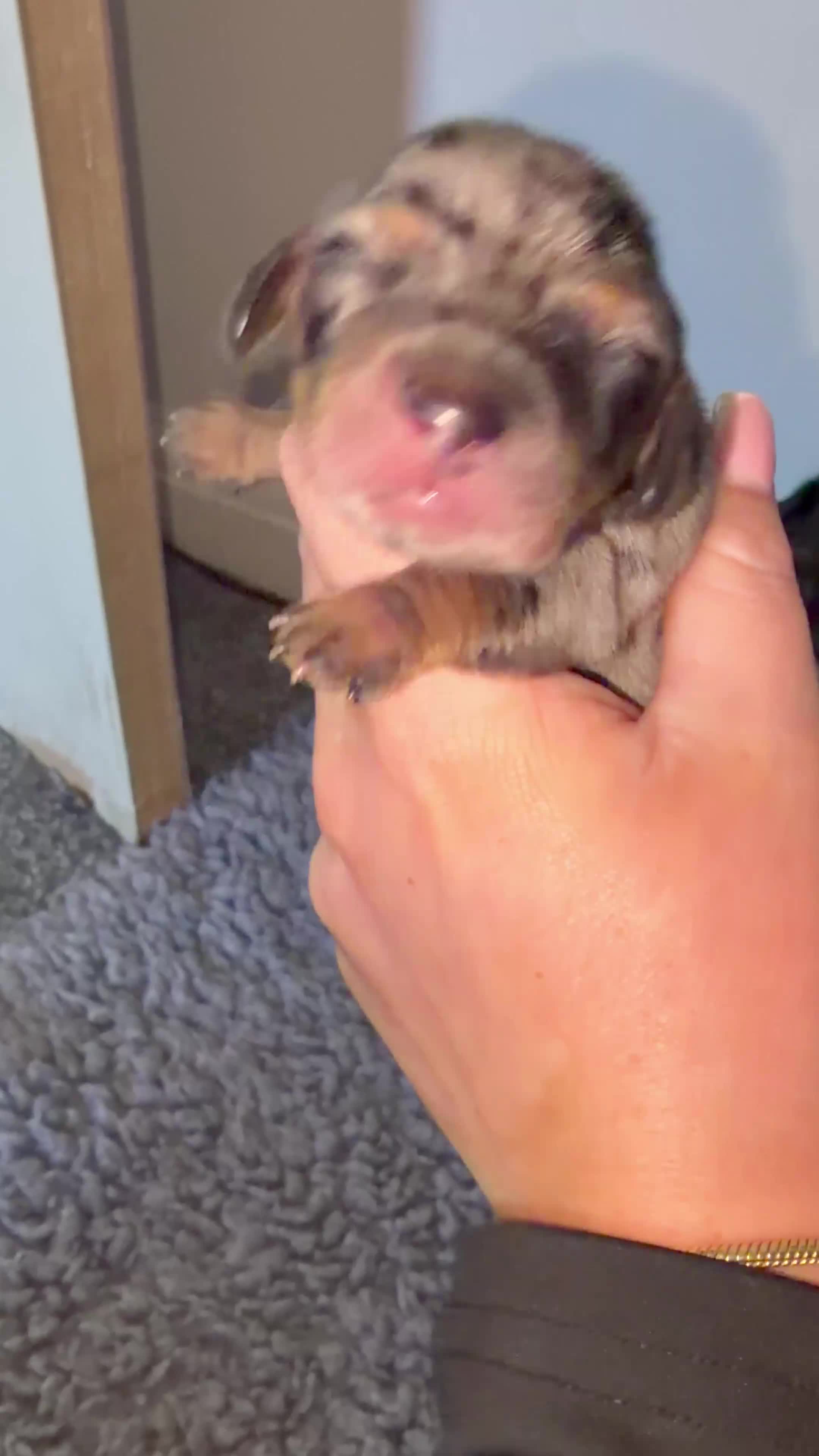 Miniature Dachshund dogs for sale: Miniature dachshund puppies just been born🐶 in Bury - Video 4