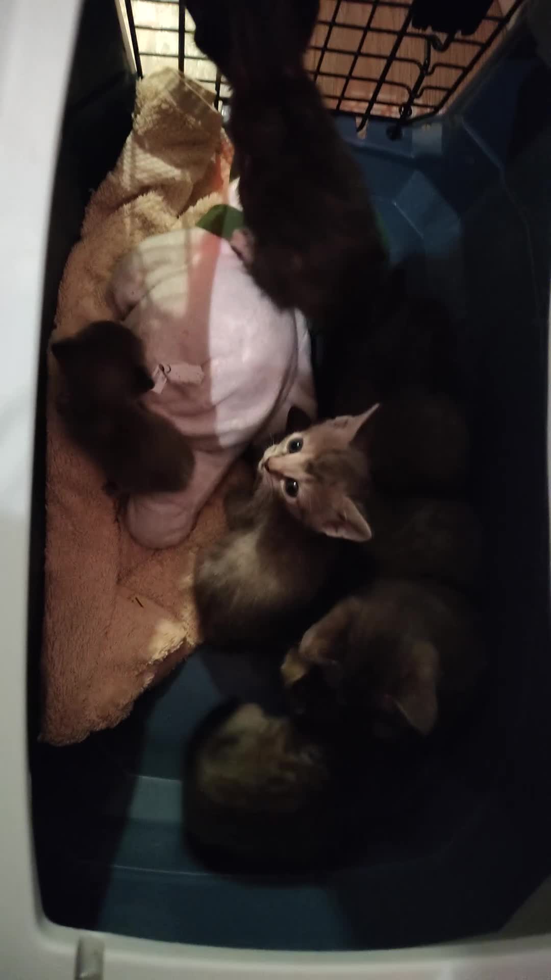 American Curl cats for sale: Most lovely American Curl X BSH kittens in London - Video 1