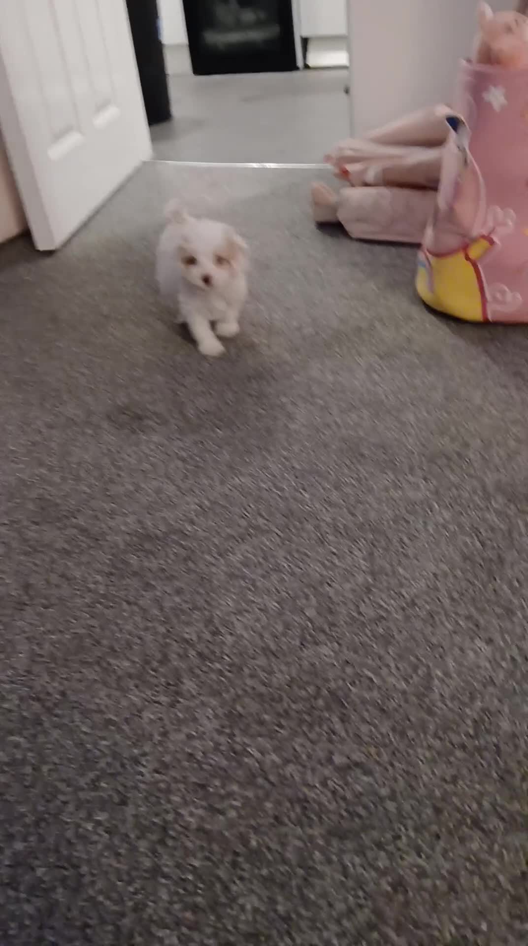 Mixed Breed dogs for sale: Springerpoo puppy  - Video 1