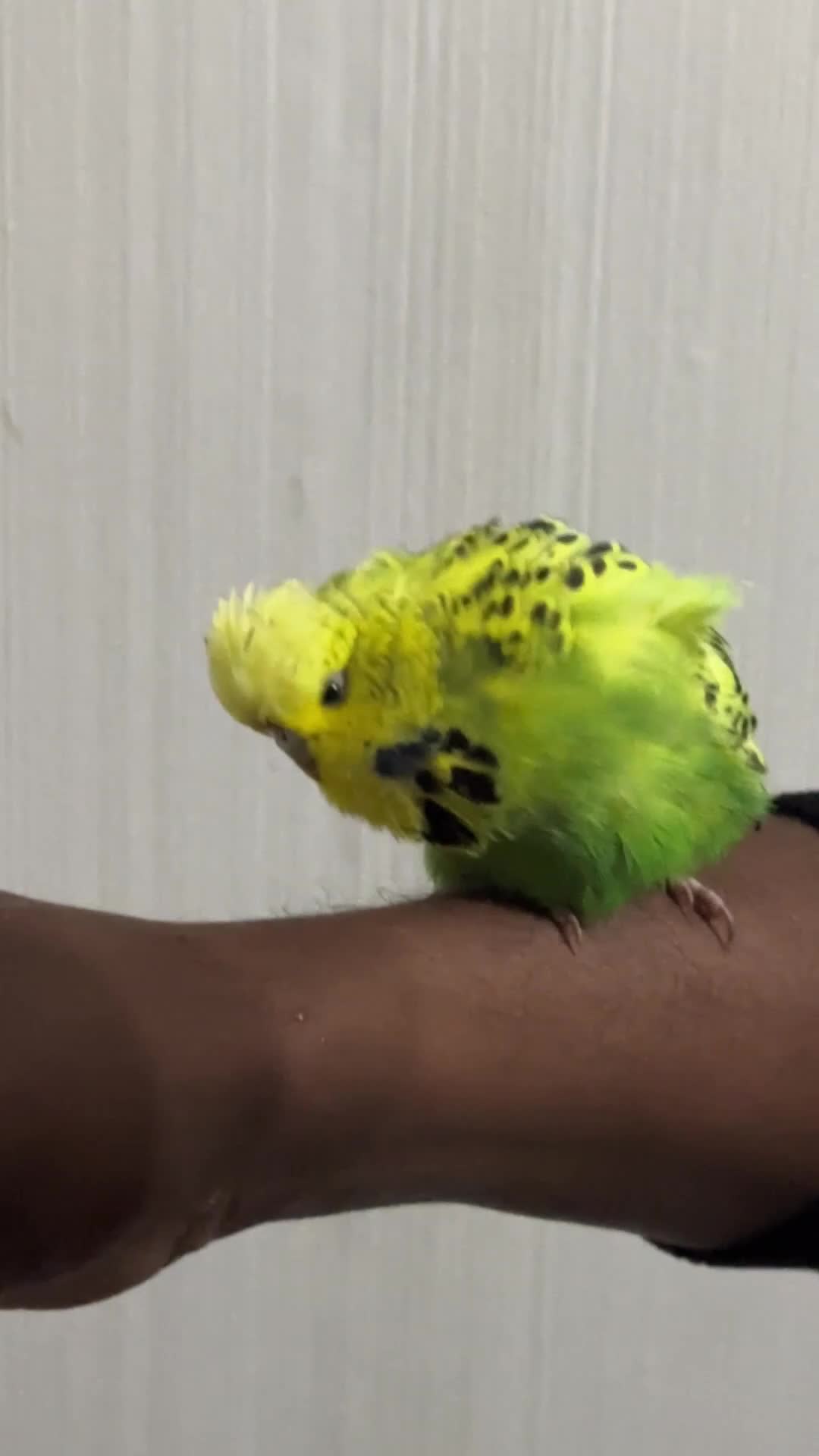 Budgerigars birds for sale: Budgies - Video 1