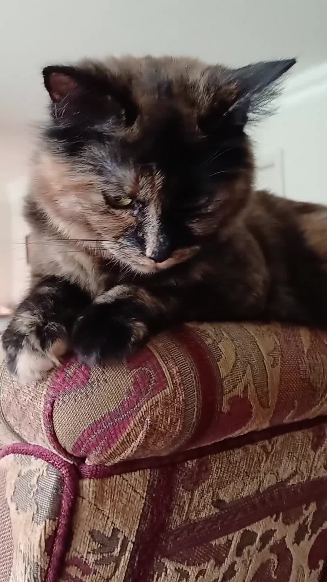 European cats for sale: ​🐾 Looking a new home: Stunning Tortoiseshell cat in Sheffield - Video 3