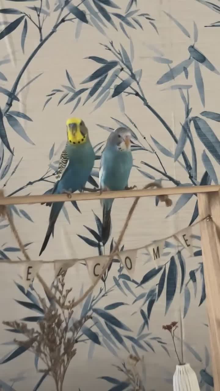 Budgerigars birds for sale: Budgies for sale in Wednesbury - Video 1