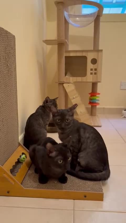 Mixed Breed cats for adoption: [Indoors Only] Lovely & Playful Trio Brothers - Video 3