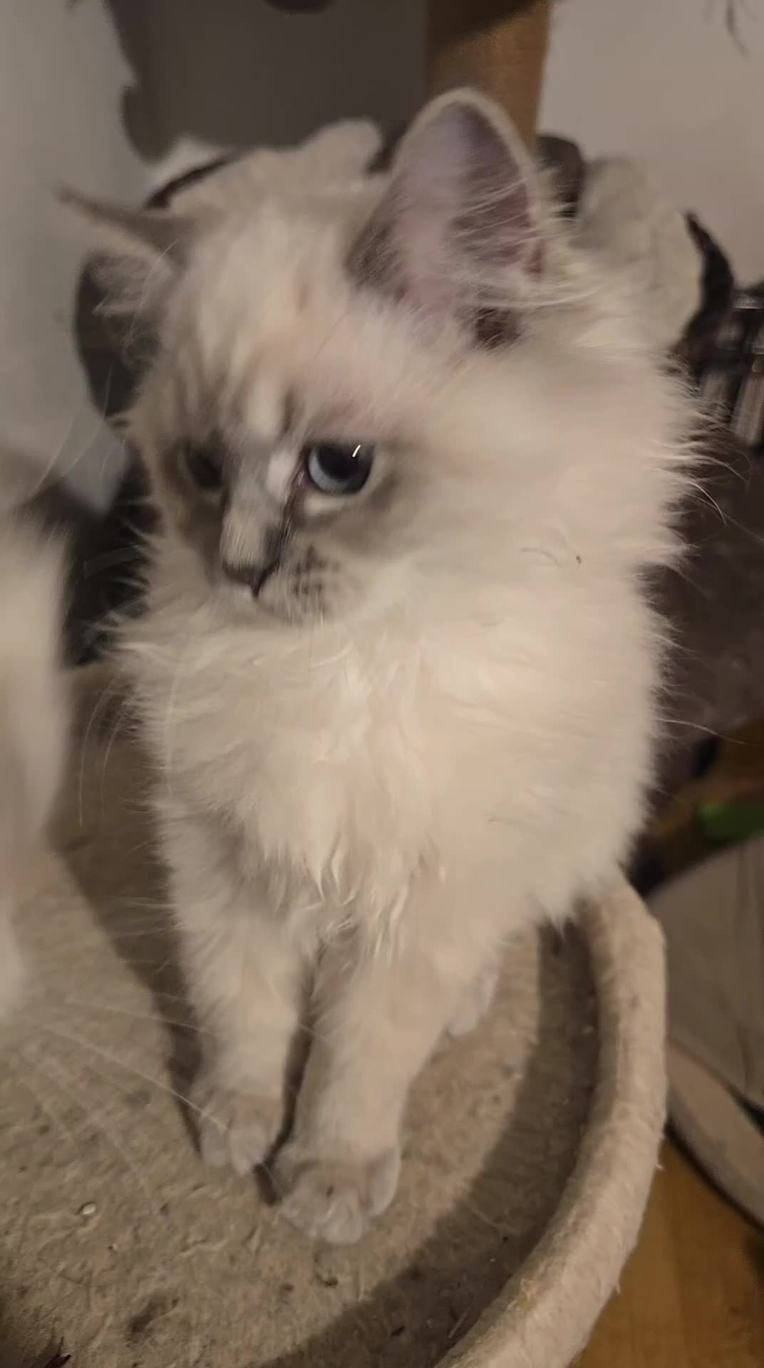 Ragdoll cats for sale: Adorable Ragdoll cross Scottish Straight - Video 2