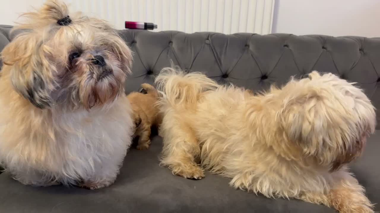 Shih Tzu dogs for sale: Shih tzu 1 boy 3 girls available ❤️ - Video 1