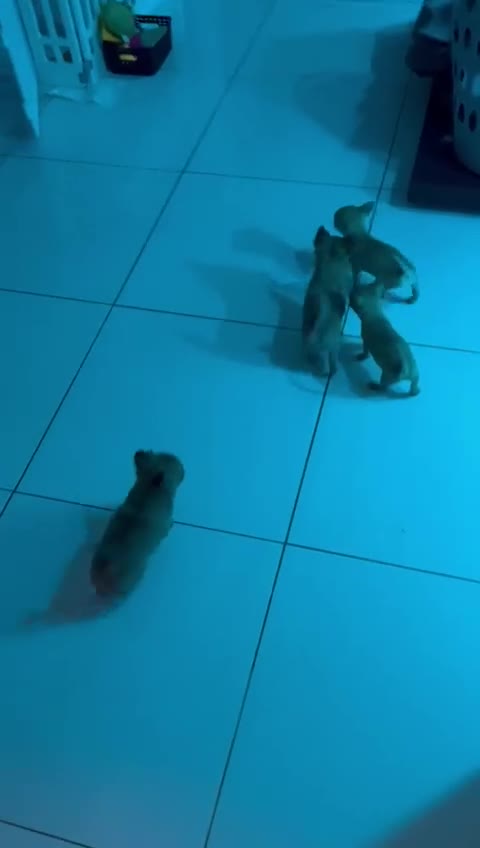 Chihuahua dogs for sale: Chihuahua  - Video 1